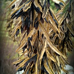 hosta pods