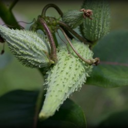 milkweed pod